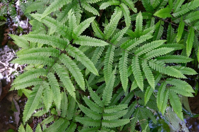 Pteris wulaiensis photo 3