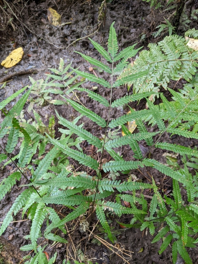 Pteris wulaiensis photo 4