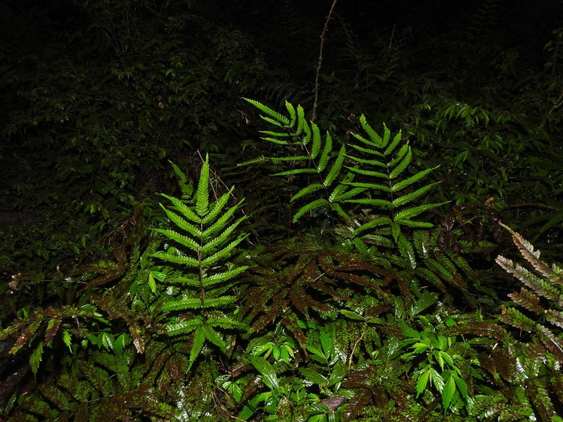 Pteris wulaiensis photo 5