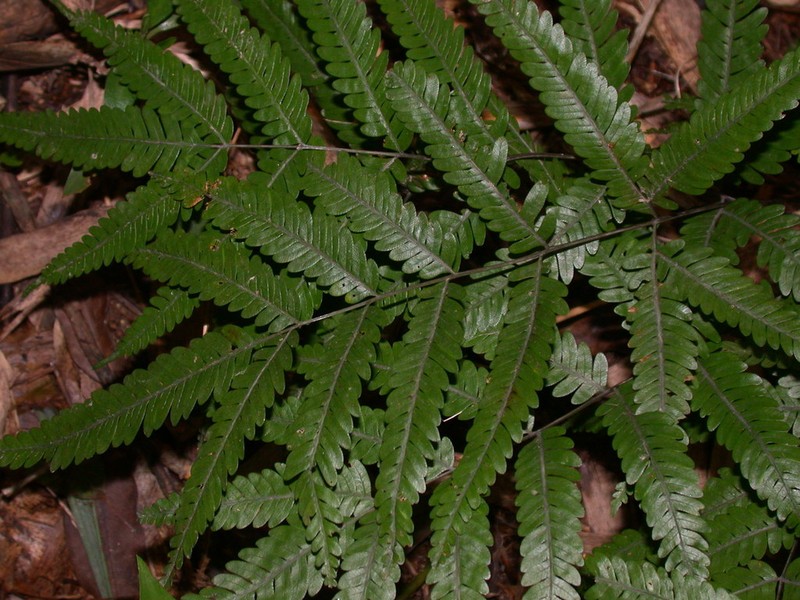 Pteris wulaiensis photo 6