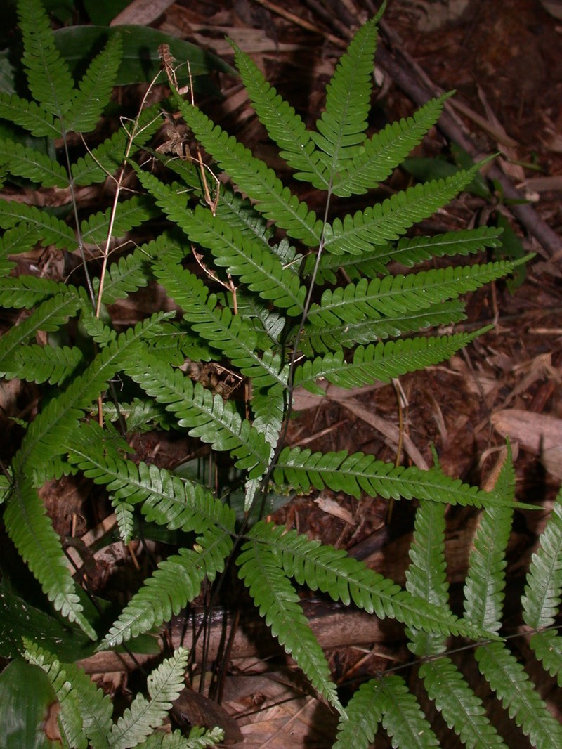 Pteris wulaiensis photo 7