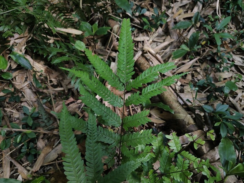 Pteris wulaiensis photo 8