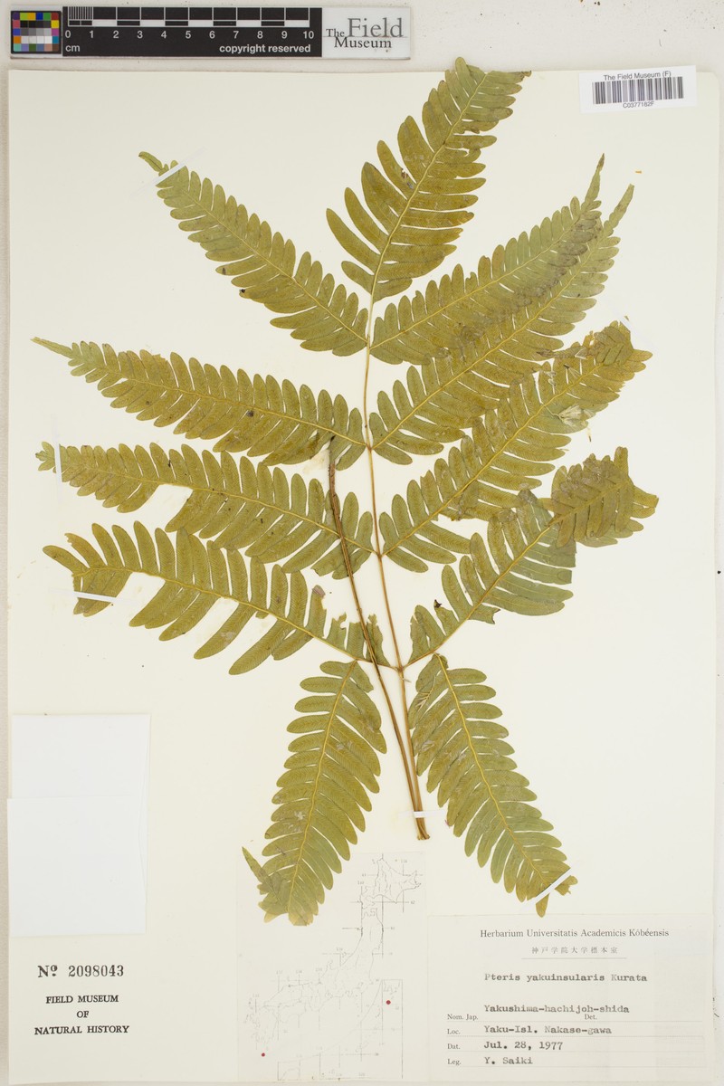 Pteris yakuinsularis
