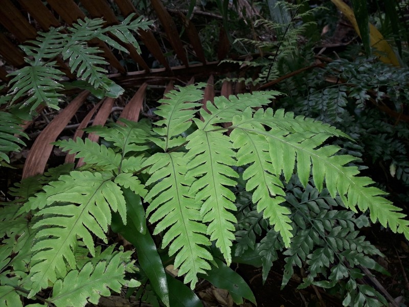 Pteris zahlbruckneriana