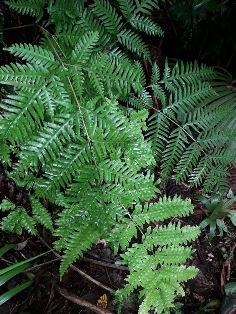 Pteris zahlbruckneriana photo 2