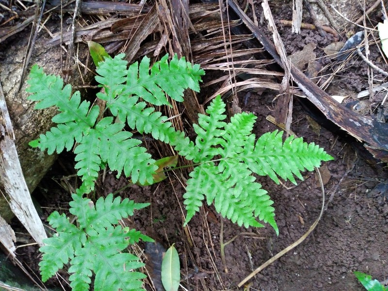 Pteris zahlbruckneriana photo 4