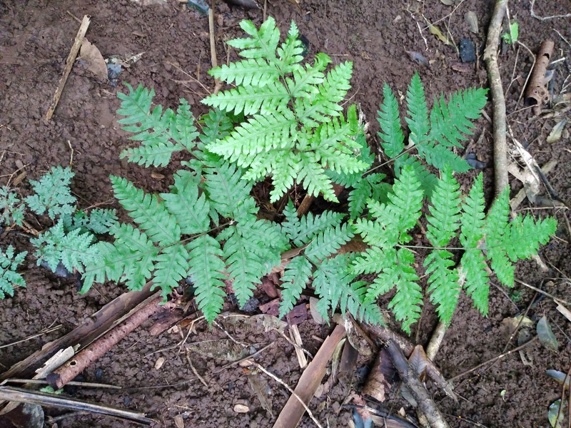 Pteris zahlbruckneriana photo 5