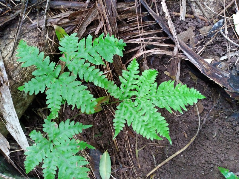 Pteris zahlbruckneriana photo 6