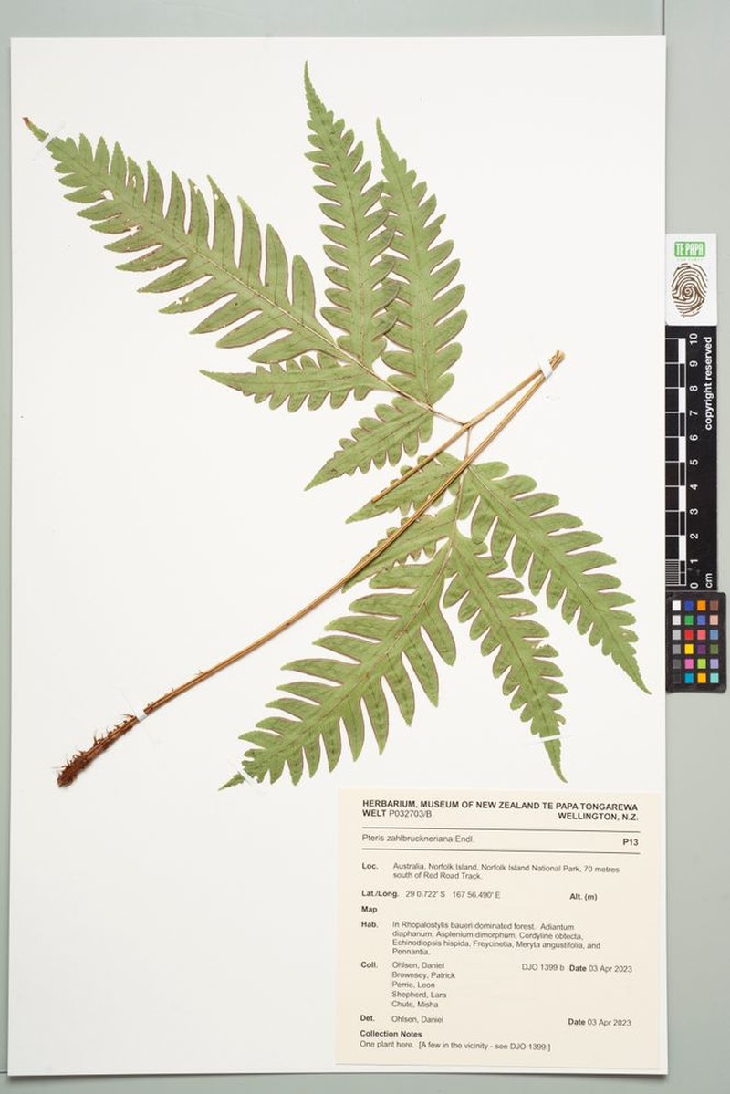 Pteris zahlbruckneriana photo 7