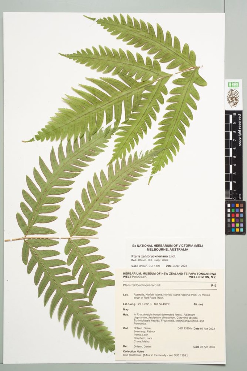 Pteris zahlbruckneriana photo 8