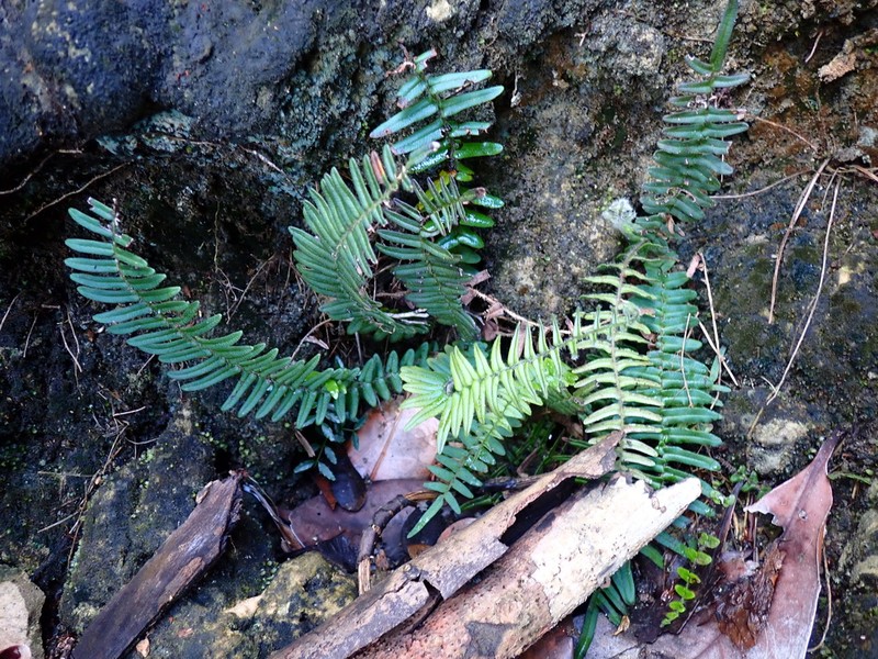 Pteris zippelii