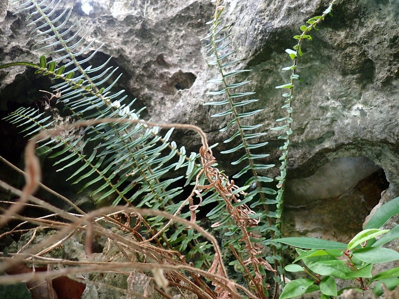 Pteris zippelii photo 2