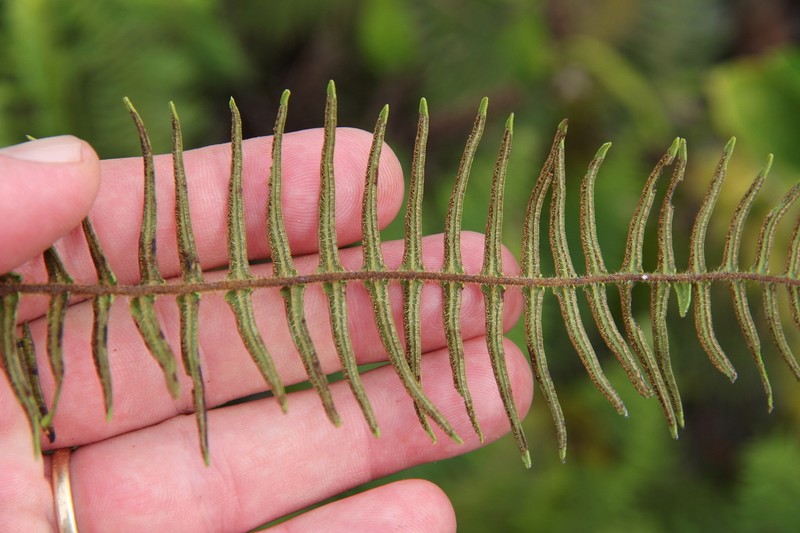 Pteris zippelii photo 3