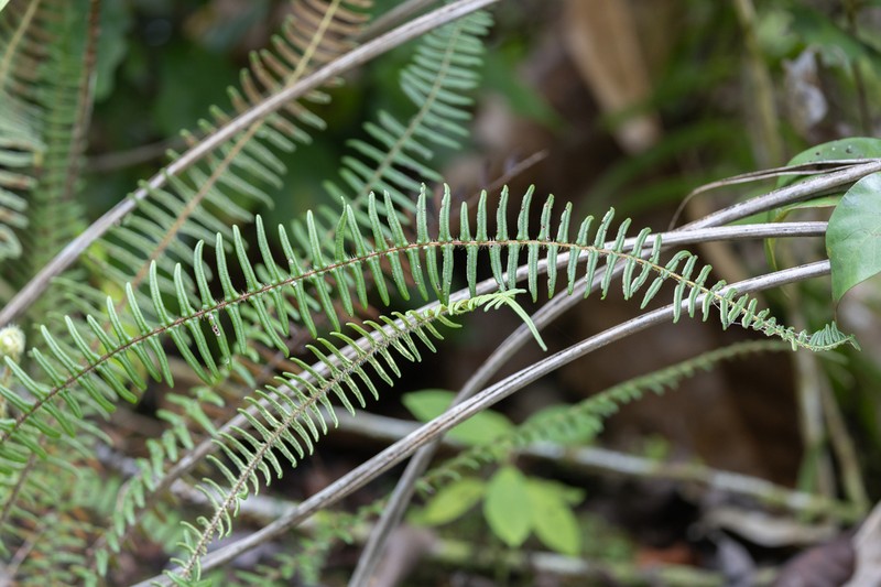 Pteris zippelii photo 4