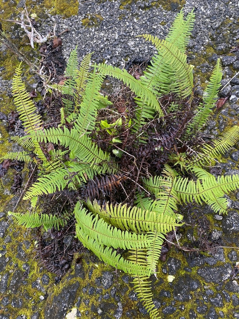 Pteris zippelii photo 5