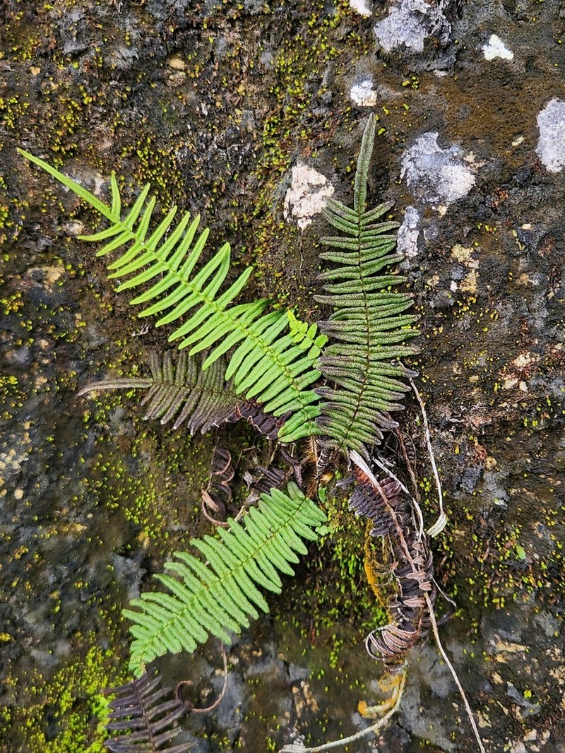 Pteris zippelii photo 6