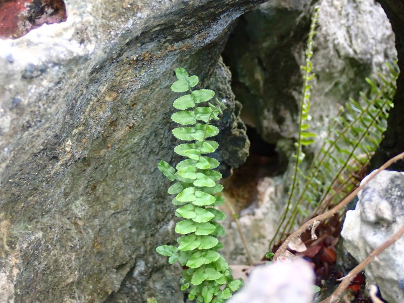 Pteris zippelii photo 7