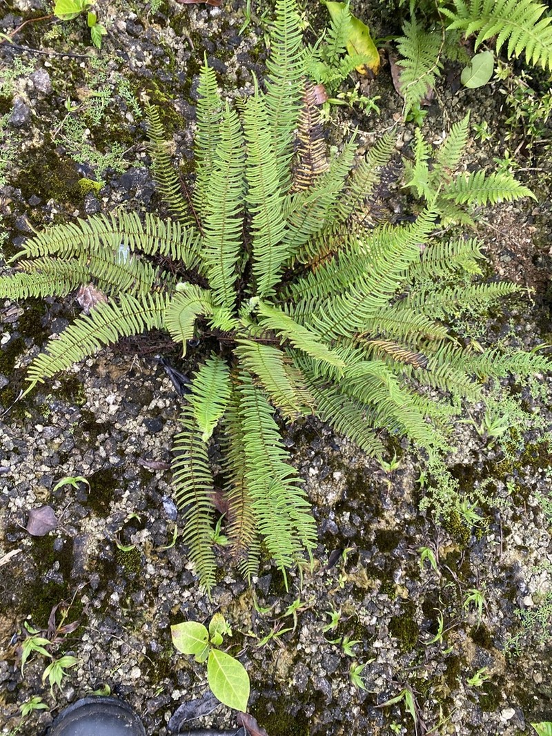 Pteris zippelii photo 8