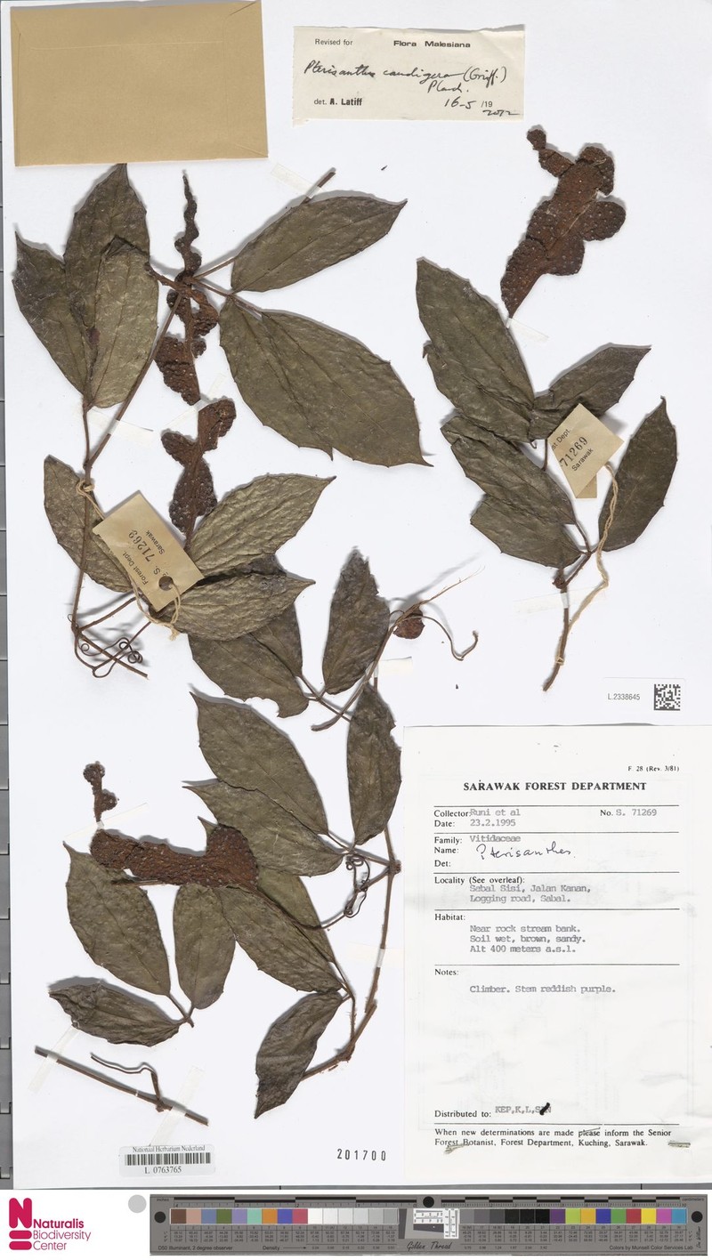 Pterisanthes caudigera