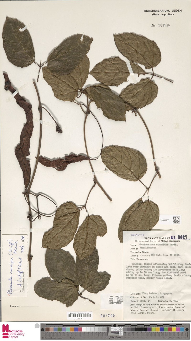Pterisanthes caudigera photo 2