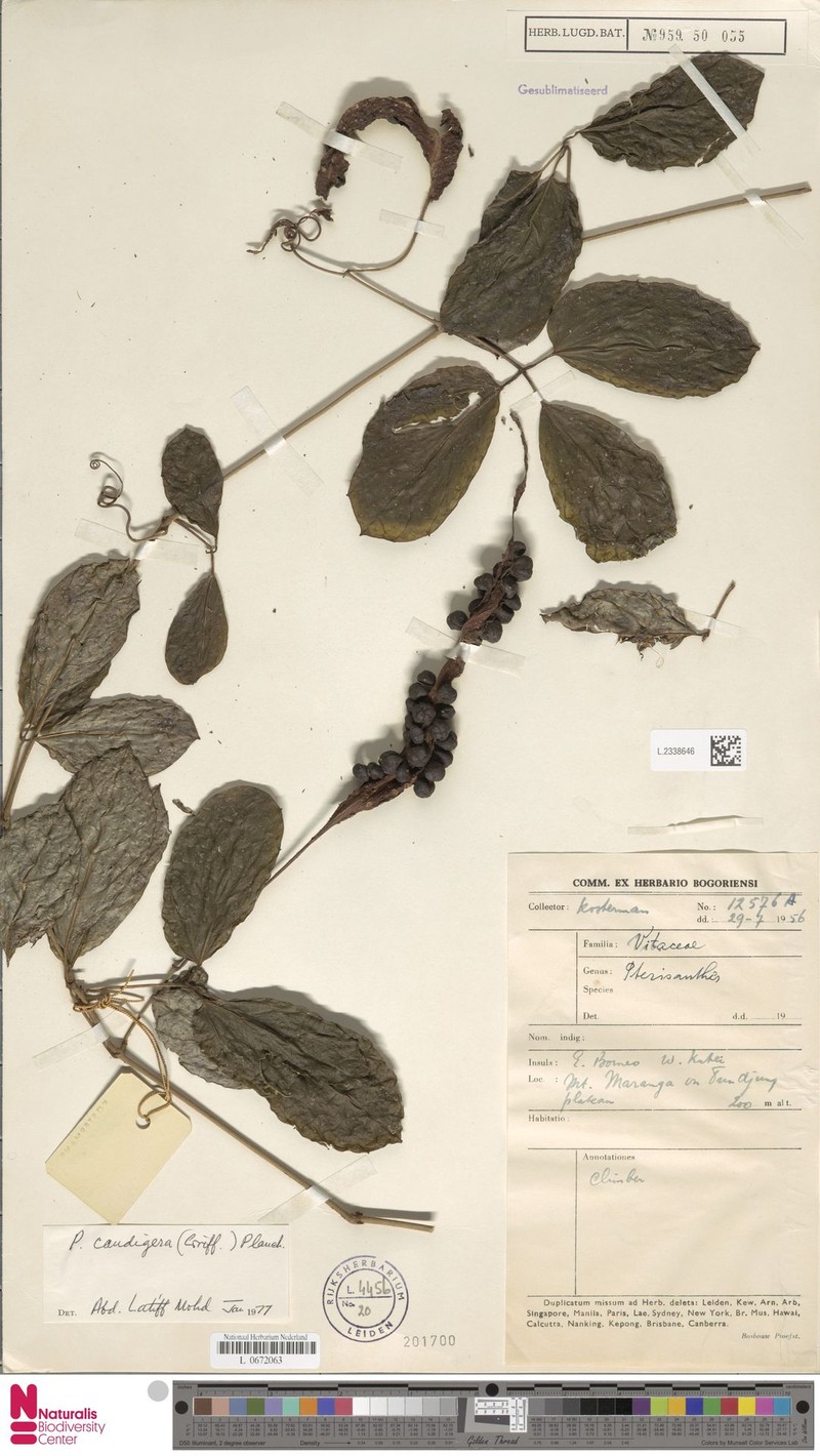 Pterisanthes caudigera photo 3