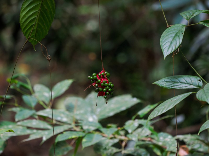 Pterisanthes cissioides