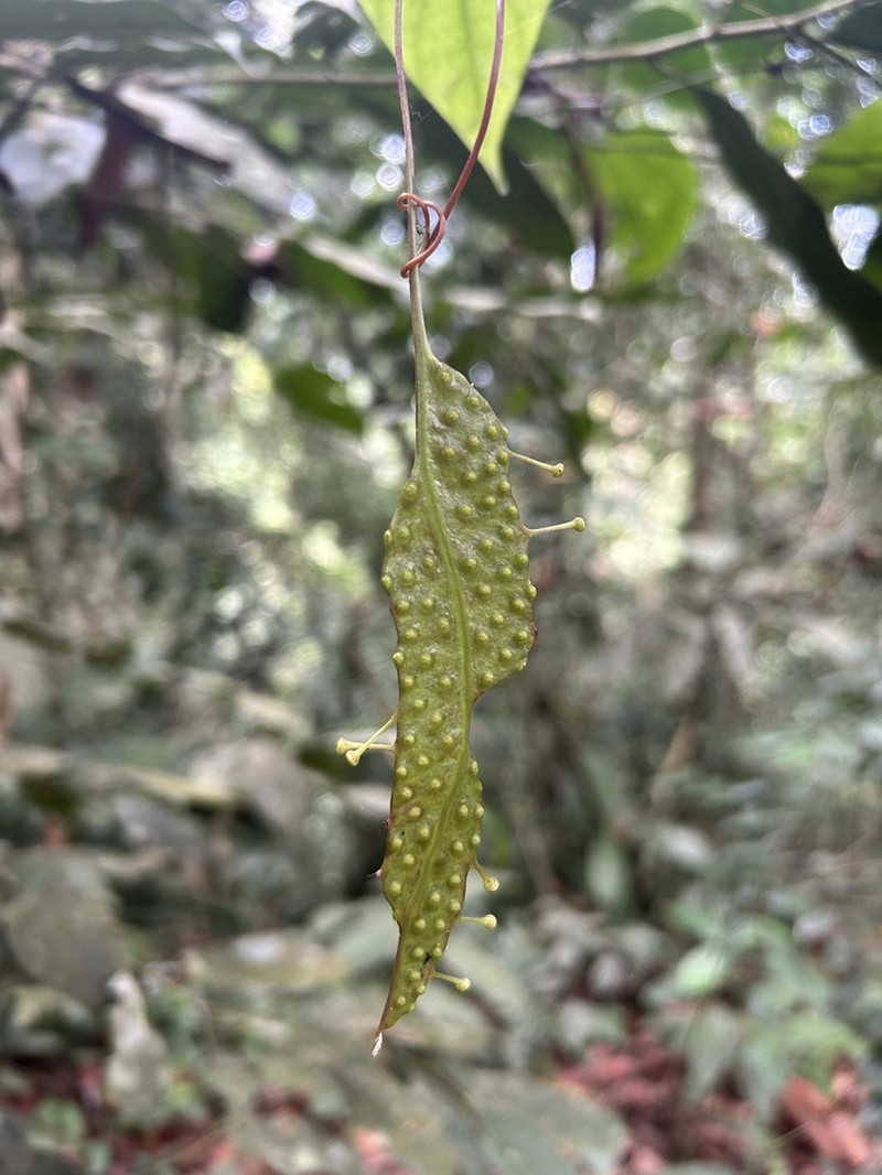 Pterisanthes cissioides photo 2