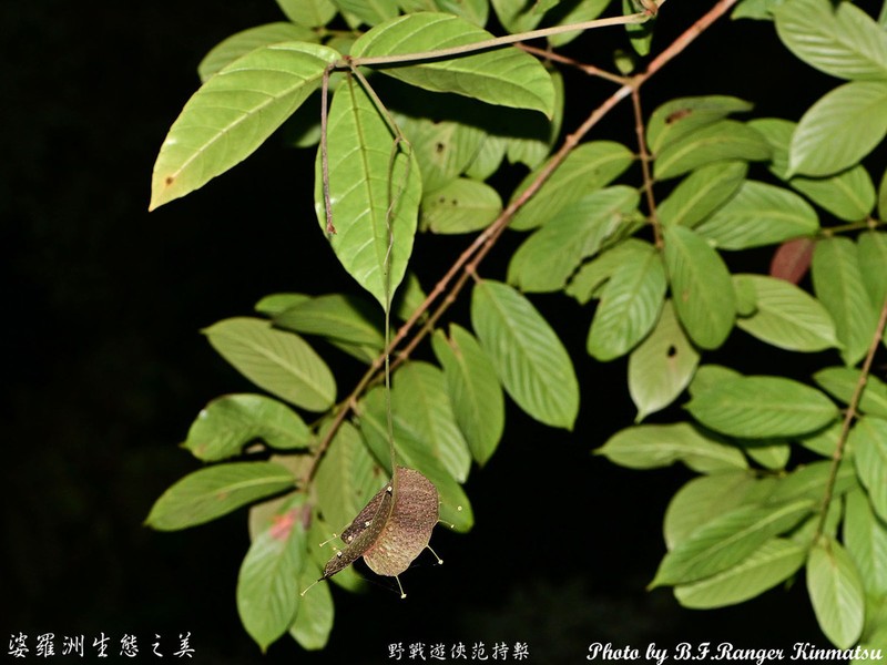 Pterisanthes cissioides photo 3