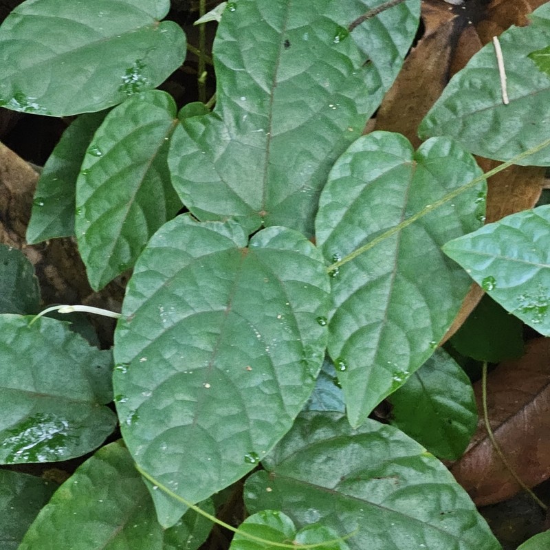 Pterisanthes cissioides photo 4
