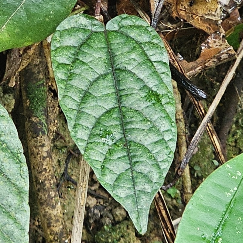 Pterisanthes cissioides photo 6