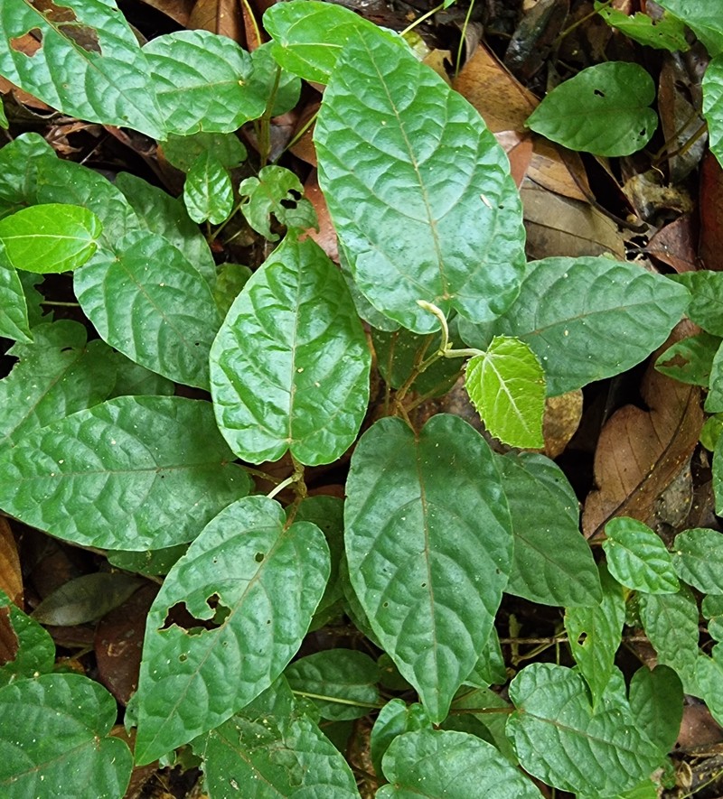 Pterisanthes cissioides photo 8