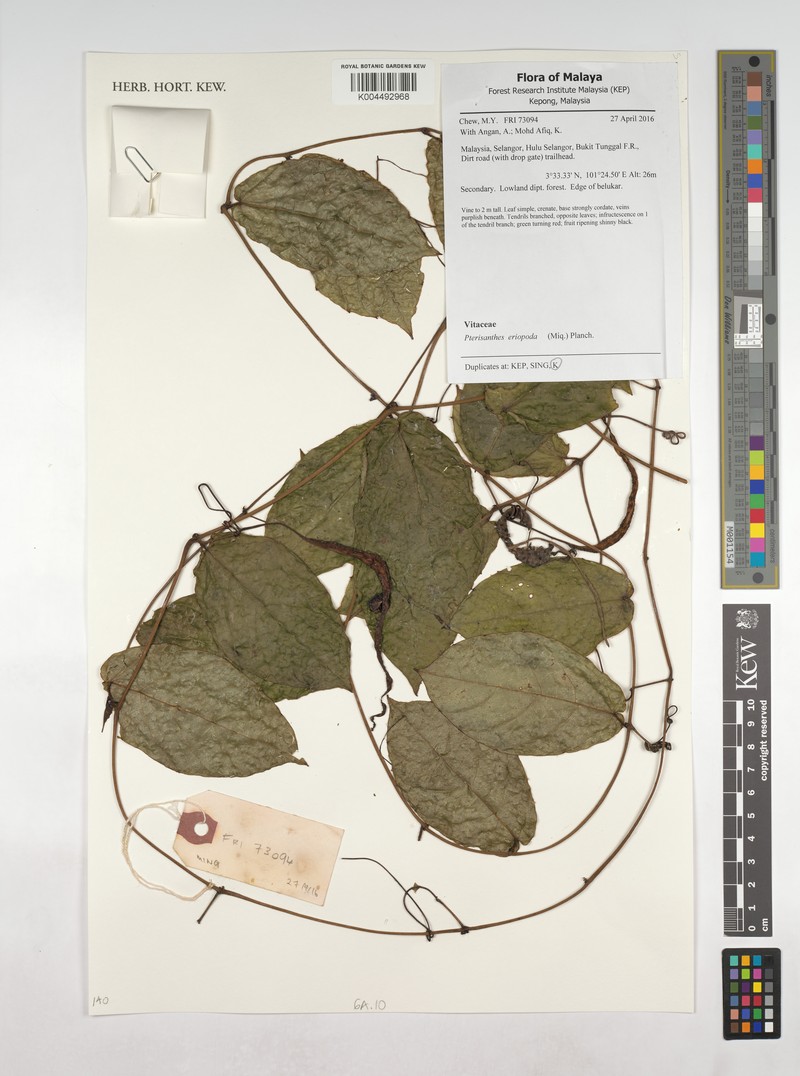 Pterisanthes eriopoda