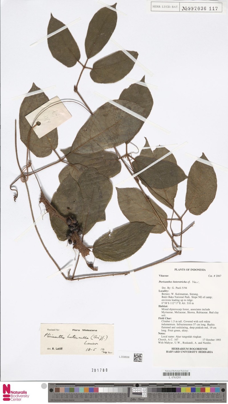 Pterisanthes heterantha