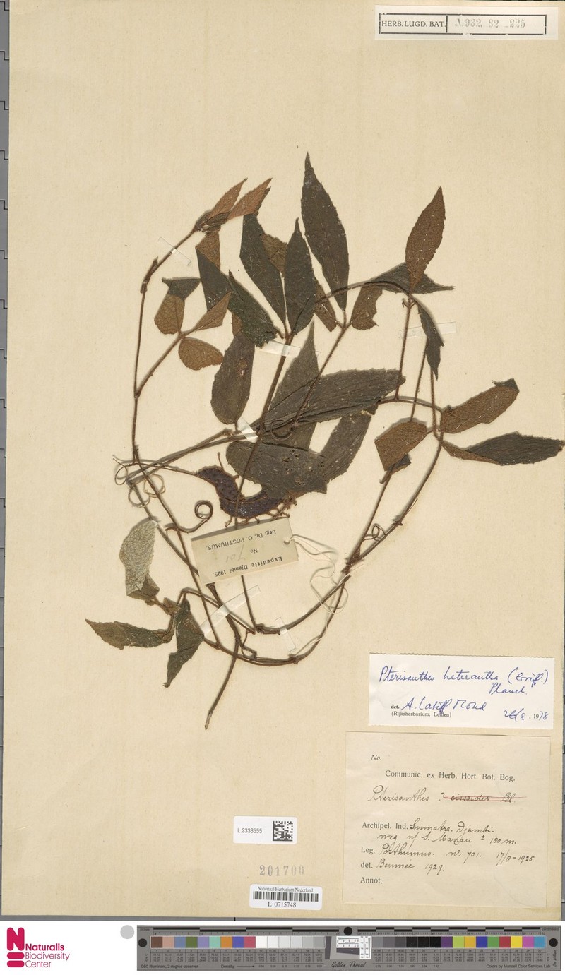 Pterisanthes heterantha photo 2
