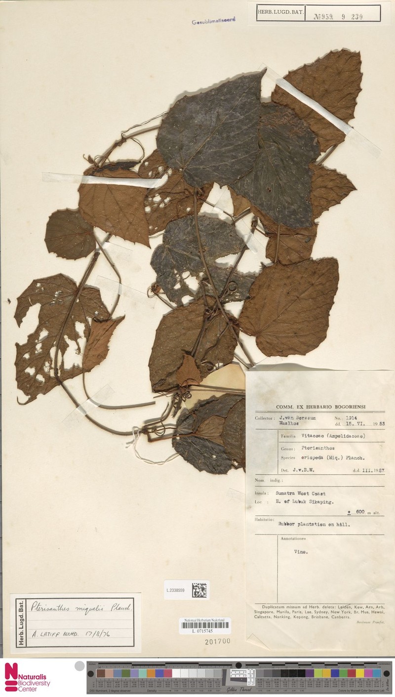 Pterisanthes miquelii photo 2