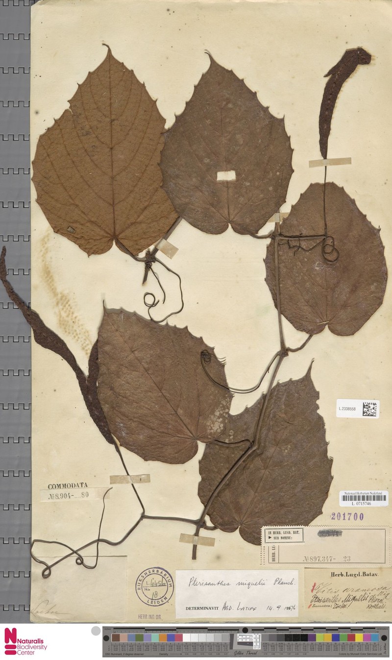 Pterisanthes miquelii photo 3