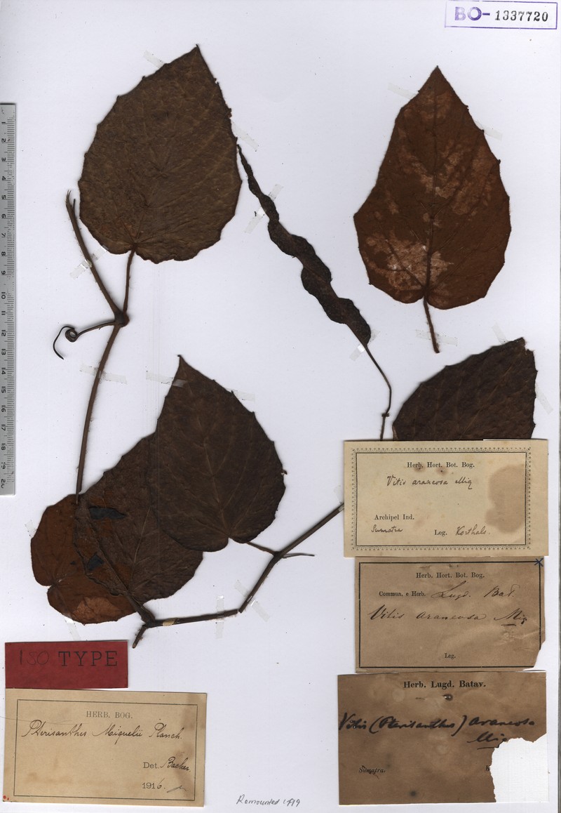 Pterisanthes miquelii photo 4