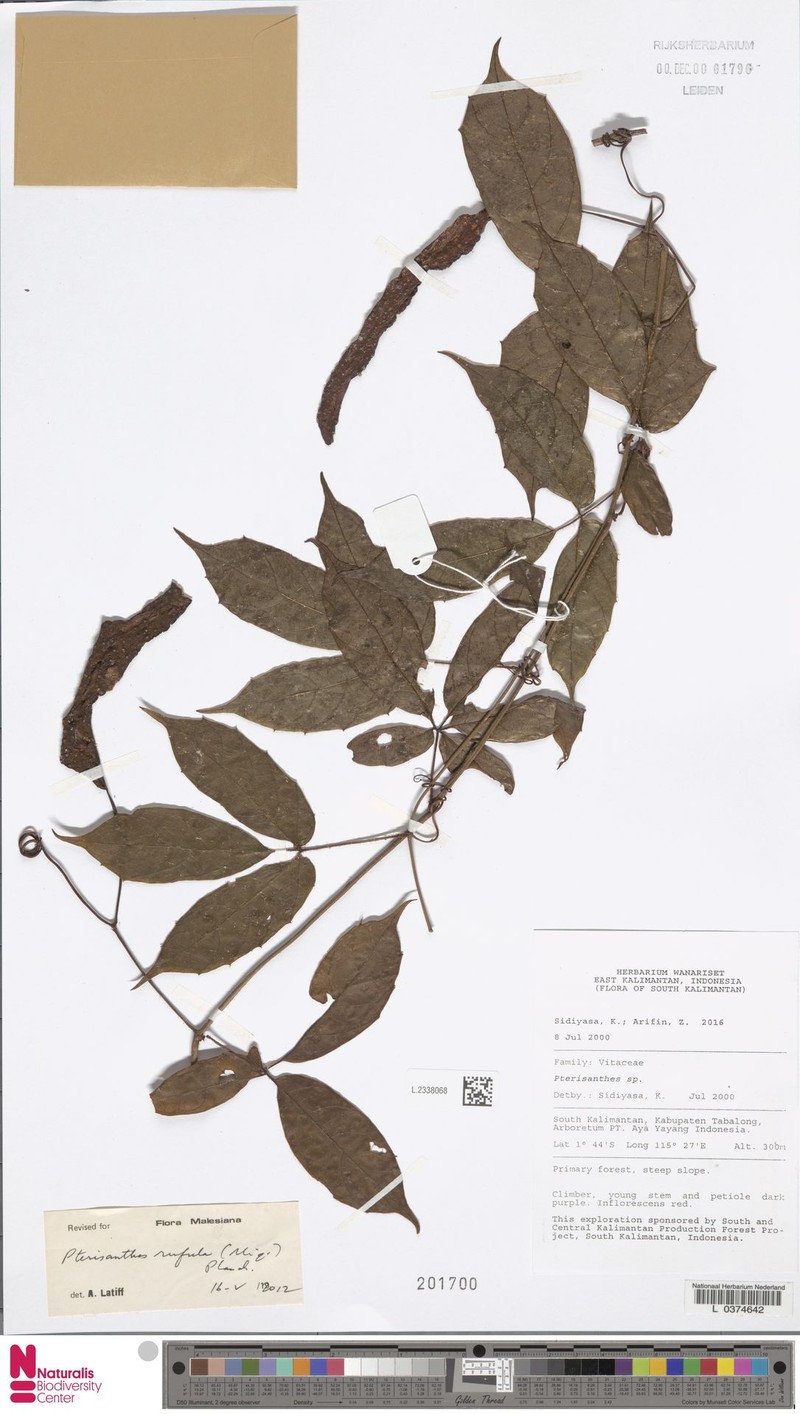 Pterisanthes rufula