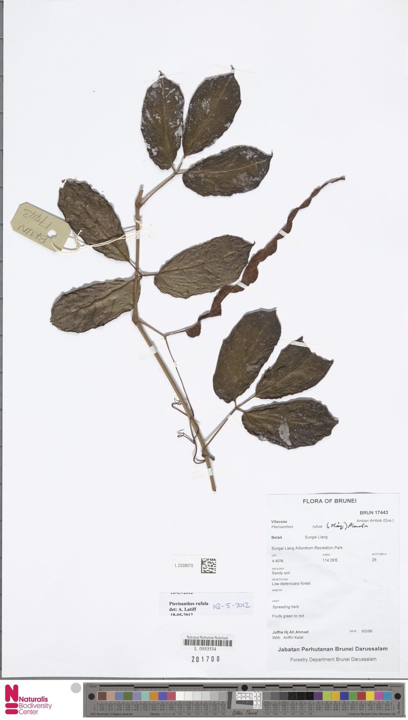 Pterisanthes rufula photo 2