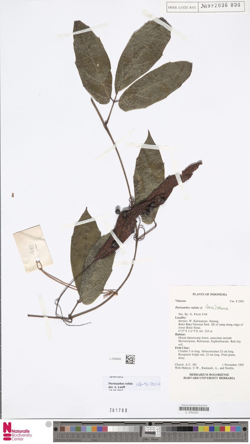 Pterisanthes rufula photo 3