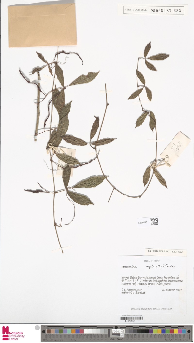 Pterisanthes rufula photo 4