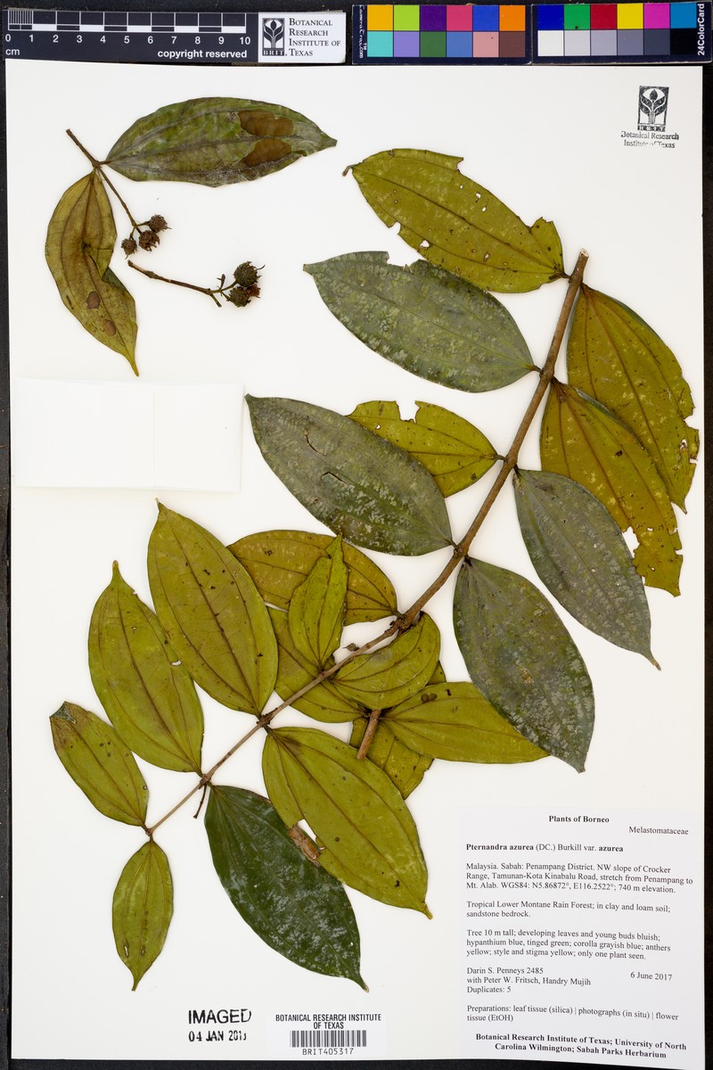 Pternandra azurea var. azurea