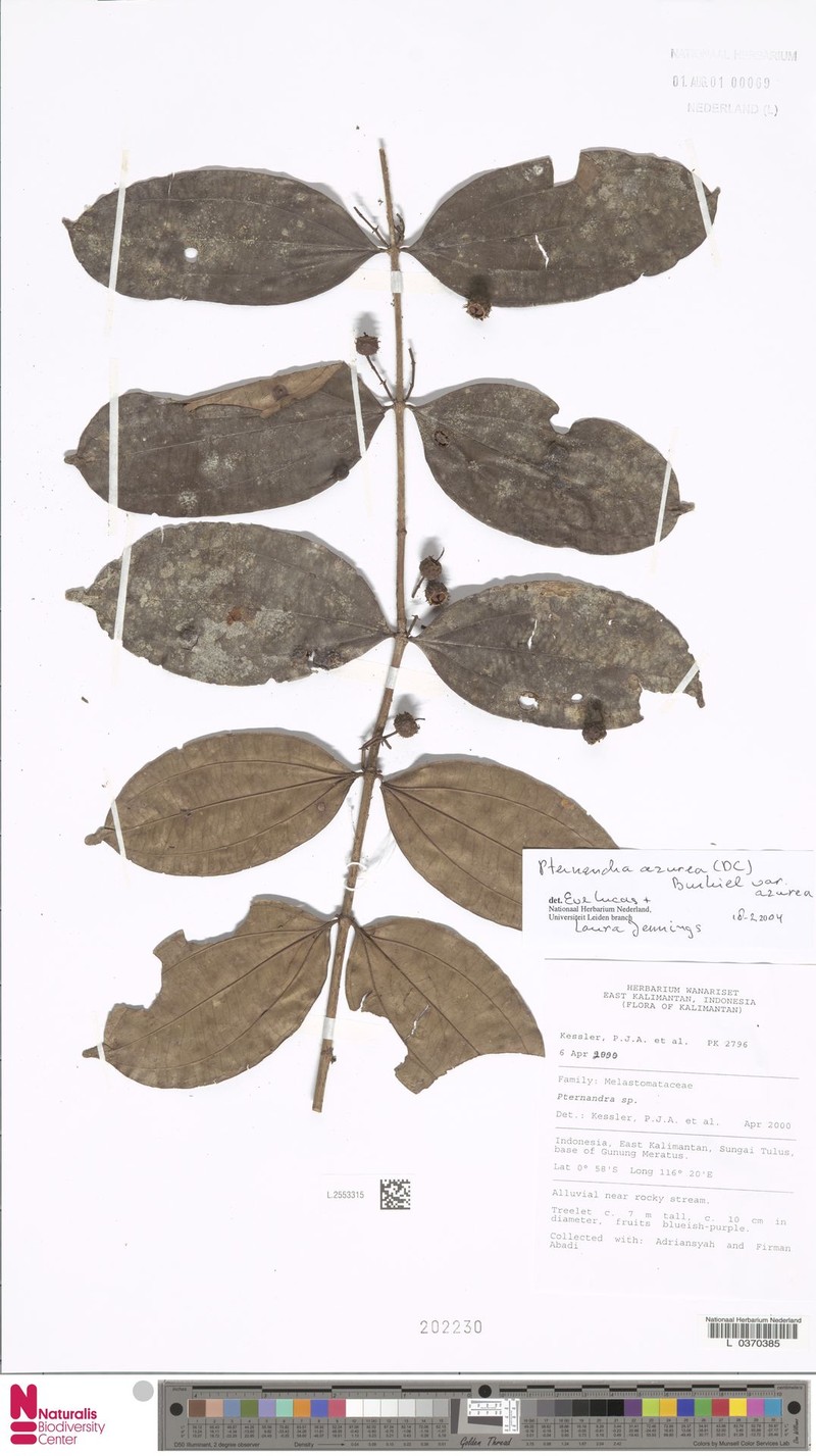 Pternandra azurea var. azurea photo 2