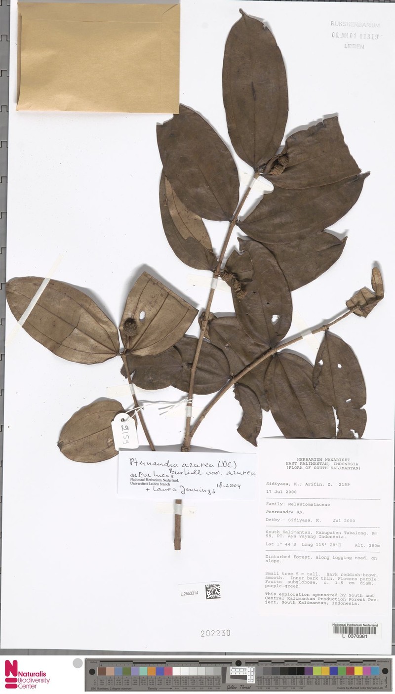 Pternandra azurea var. azurea photo 3