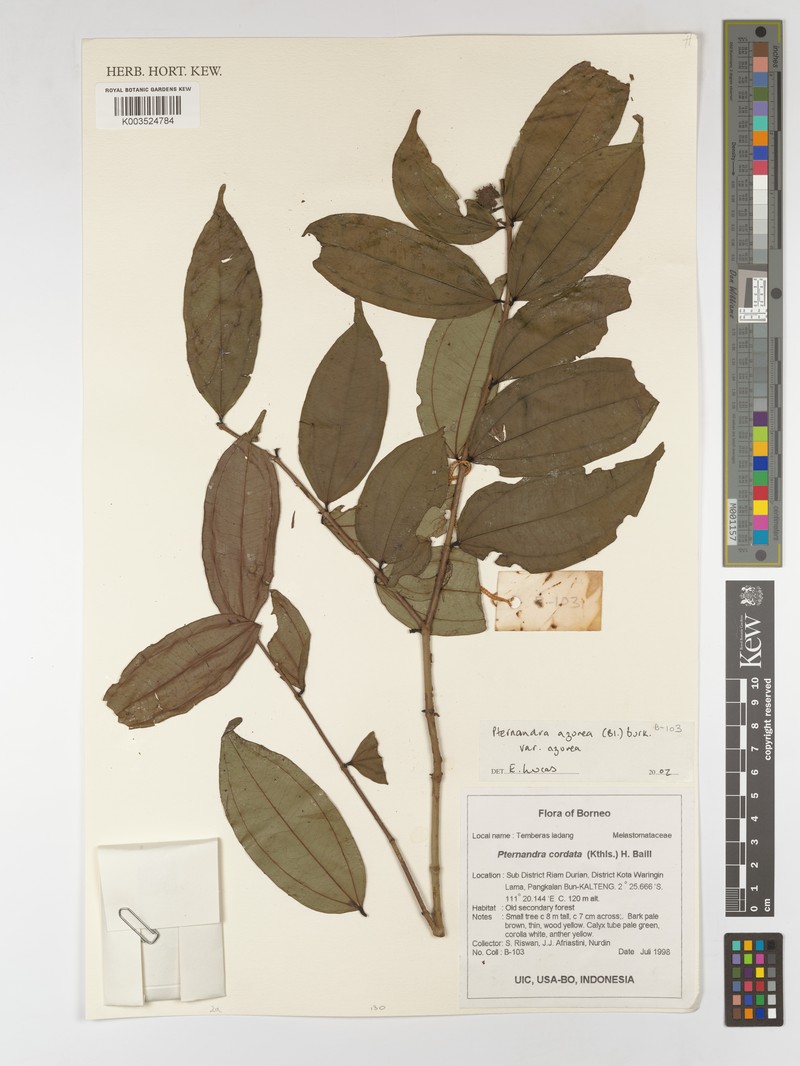 Pternandra azurea var. azurea photo 4