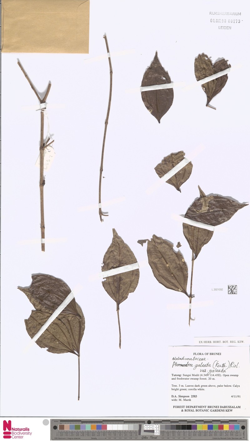 Pternandra galeata var. galeata