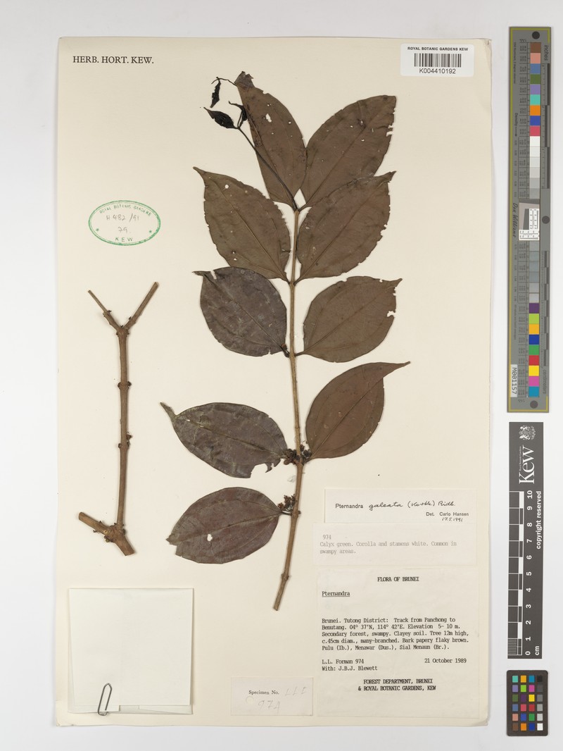 Pternandra galeata var. galeata photo 2