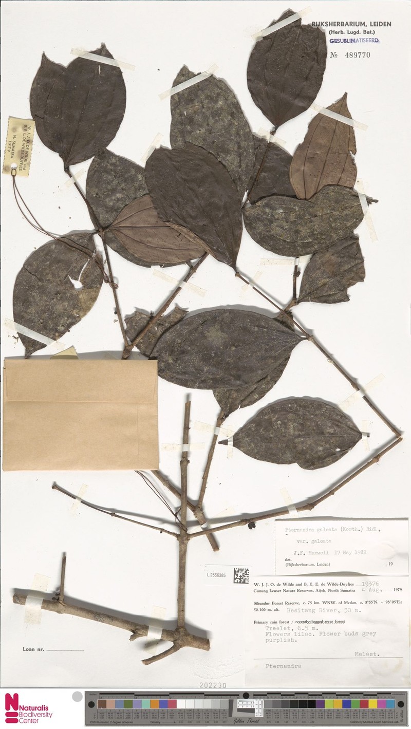 Pternandra galeata var. galeata photo 3
