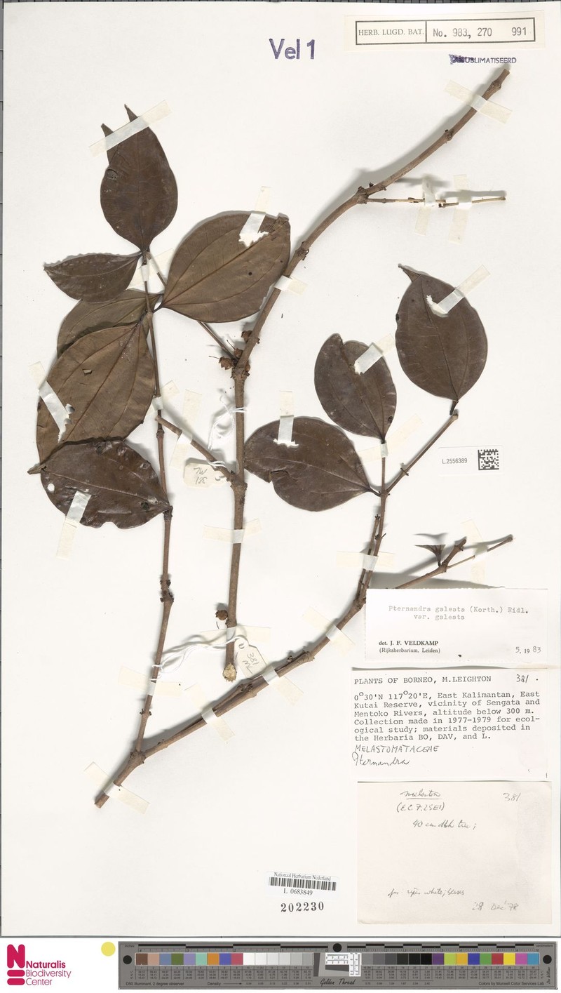 Pternandra galeata var. galeata photo 4