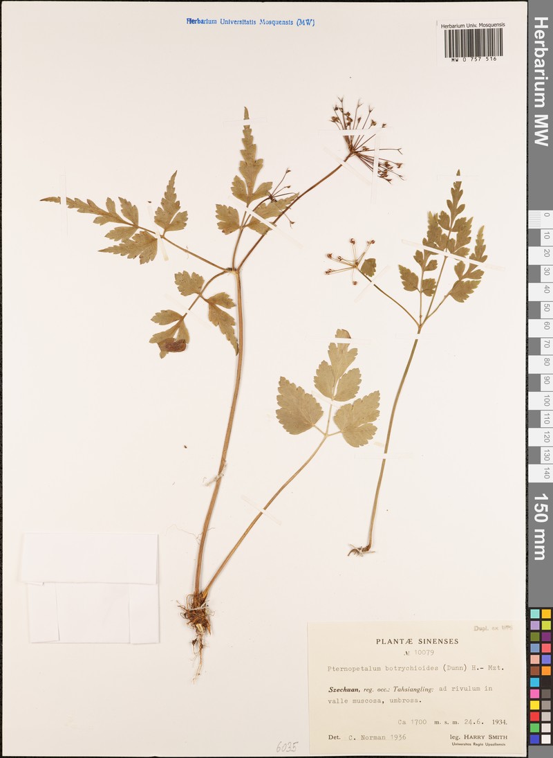 Pternopetalum botrychioides